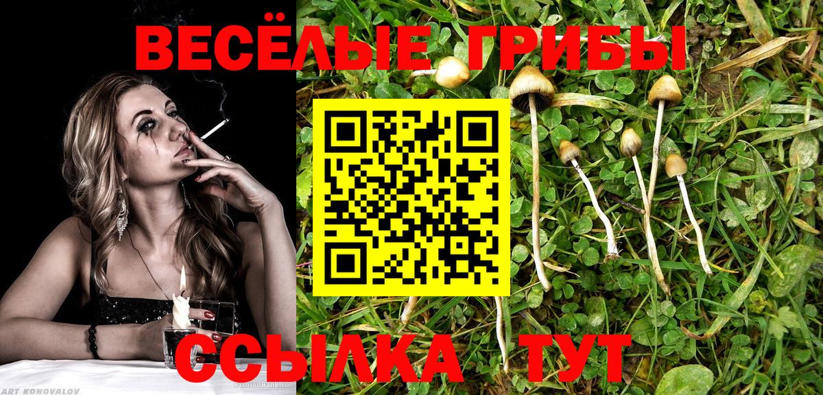 Тверь  Псилоцибиновые грибы прущие грибы  Вход с VPN 