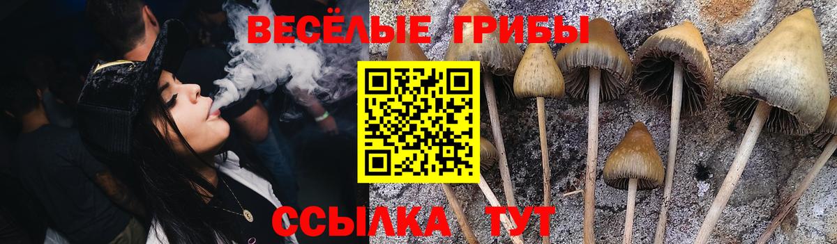 Галлюциногенные грибы Psilocybine cubensis Тверь